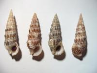 Cerithium vulgatum